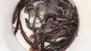 Зачем в пруду Вьюн? Зарыбление пруда Вьюном (Пискун)