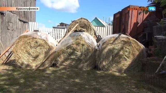 Красноуфимск сельхозперепись 14 07 16 смотреть онлайн