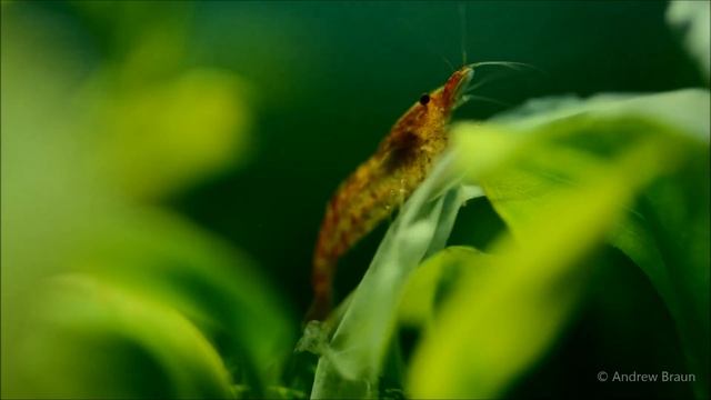 Аквариумные креветки Neocaridina davidi (Неокаридина давиди) смотреть онлайн