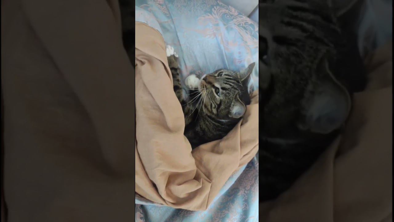 ТихОня смотреть онлайн