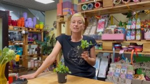 Дисхидия - cуккулент и лиана в одном лице | Редкое в магазинах, но необычайно интересное растение