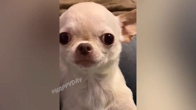 Собачка улыбается смотреть онлайн