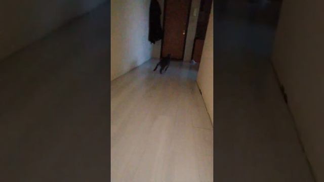 Кот Джеки - прям как Джеки Чан, не хочет играть смотреть онлайн