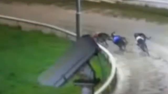 Greyhound suffers bad fall and 'did not finish' race at Clonmel track смотреть онлайн