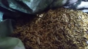 Куры не несутся?Овес для птицы. Диета перед яйцекладкой