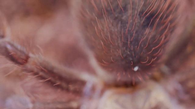 Cuban Bronze Tarantula (Phormictopus auratus) Care & Husbandry смотреть онлайн