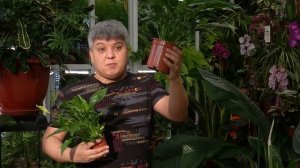 КАК ЗАСТАВИТЬ ЦВЕСТИ СПАТИФИЛЛУМ - ЖЕНСКОЕ СЧАСТЬЕ  Секреты выращивания любимого комнатного растени