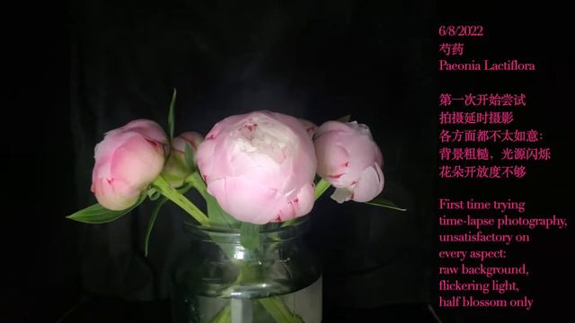 All can be time-lapse (Paeonia Lactiflora) / 万物可延时——芍药 смотреть онлайн
