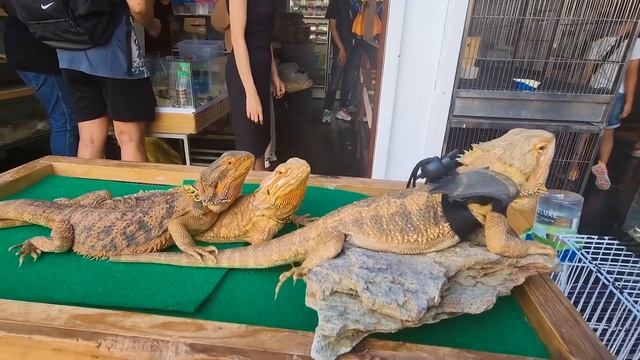 ? БАНГКОК СЕЙЧАС ? Рынок Чату Чак? Что посмотреть ? Самый большой рынок Тайланда ? Цены смотреть онлайн