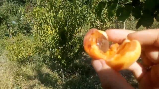 абрикос сорт Память Гродзинского смотреть онлайн
