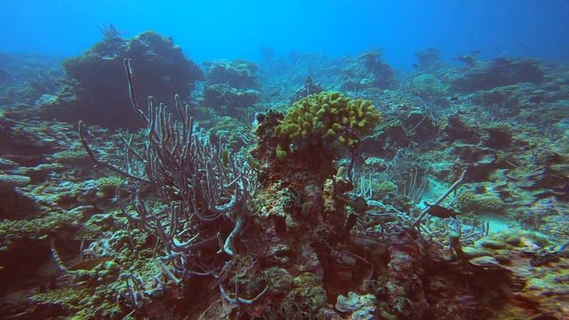 Reef dives, Maldives 2023 смотреть онлайн