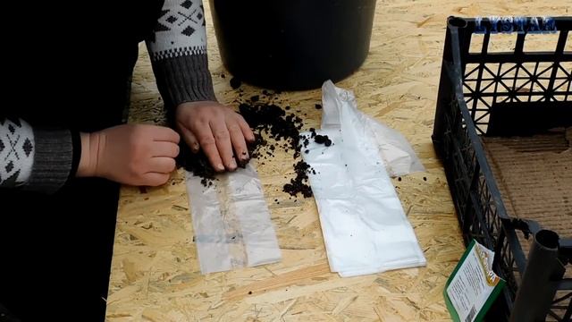 Сажаем бессмертник в пеленку. Как посадить бессмертник уход посадка Все о выращивании бессмертника смотреть онлайн