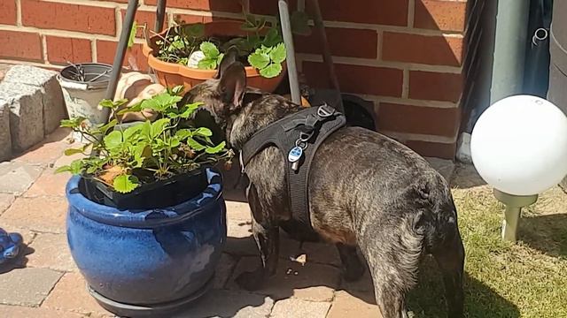 Французский бульдог Лёля . У нас всё 👍 смотреть онлайн