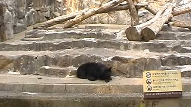 ^16^ Южная Корея, Сеул, Зоопарк, кенгуру, мишки - Korea, Seoul Zoo, kenguru,bears 4 смотреть онлайн