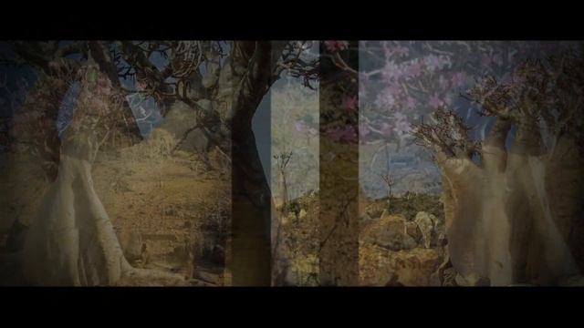 БАОБАБ – ОН В СТО ОБХВАТОВ (Baobab, Adansōnia)