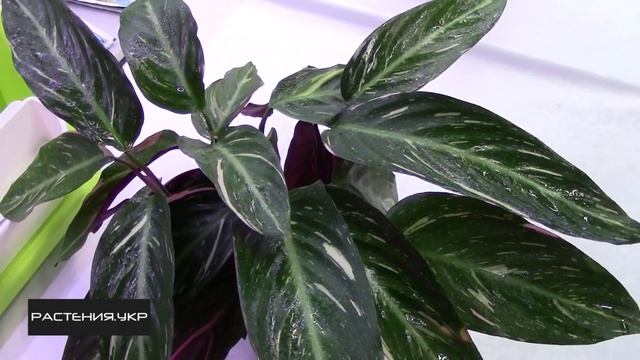 Калатея / Строманта уход в домашних условиях смотреть онлайн