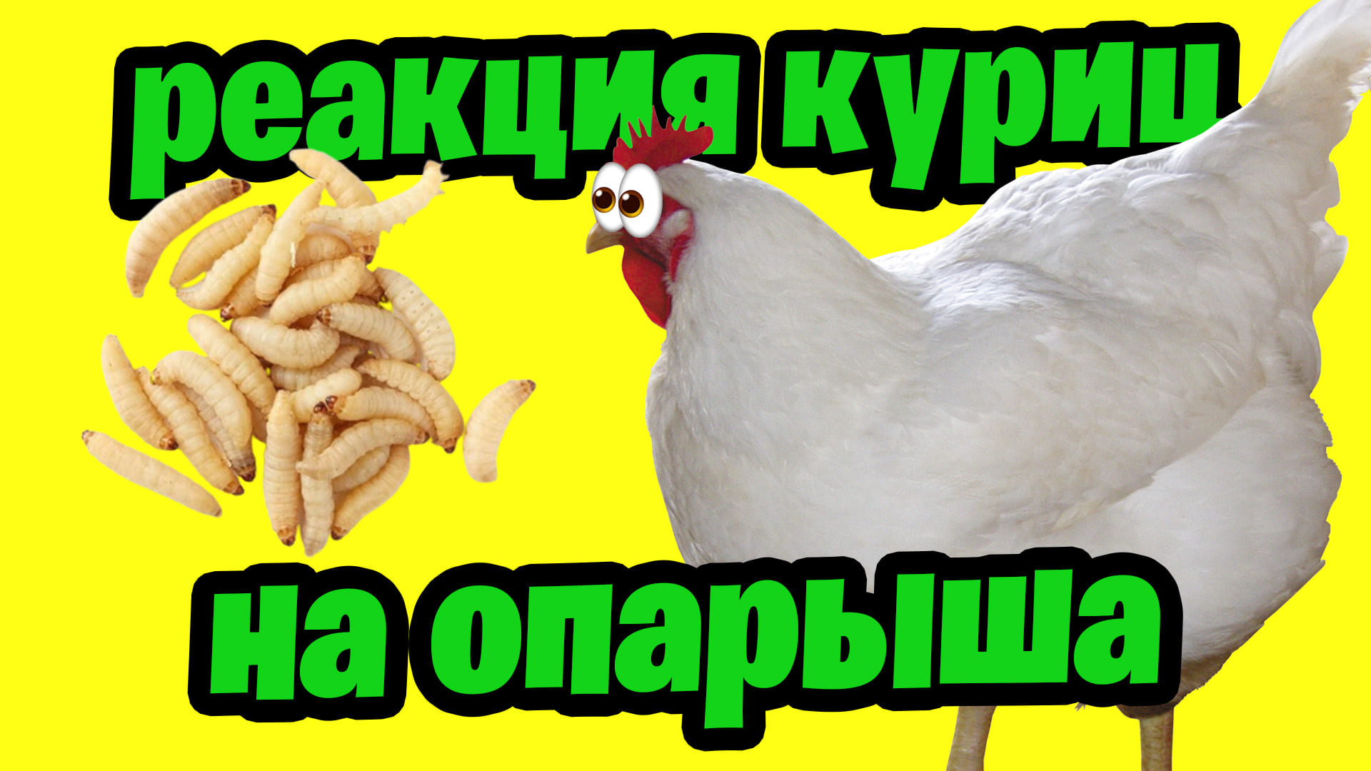 реакция куриц на опарыша смотреть онлайн