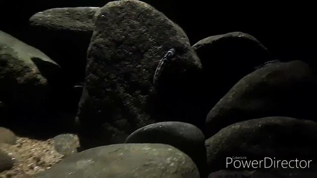 Biotope | Kasakalawe | Lake Tanganyika | Julidochromis sp Ornatus | HD #biotope#tanganyika смотреть онлайн