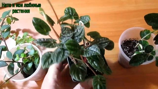 Пеперомия , эсхинантус , муррайя // Неудачи бывают у всех ! смотреть онлайн
