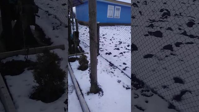 Павлония зимой смотреть онлайн