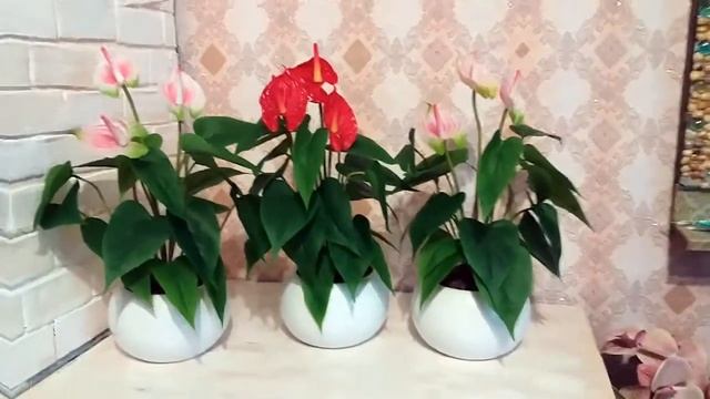 ЦВЕТЫ АНТУРИУМА-КАКАЯ ПРЕЛЕСТЬ, ТРОПИЧЕСКИЕ РАСТЕНИЯ, ИСКУССТВЕННАЯ ФЛОРИСТИКА, КОМНАТНЫЕ ЦВЕТЫ. смотреть онлайн