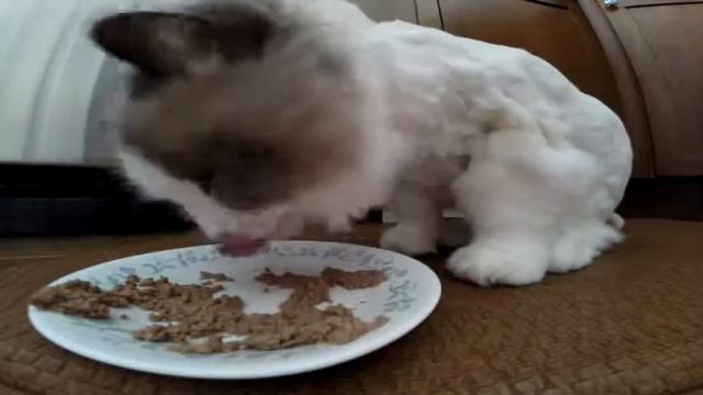 Freshly Shaved Blue Point Ragdoll Cat Eating Wet Food in Reverse – Yuck смотреть онлайн