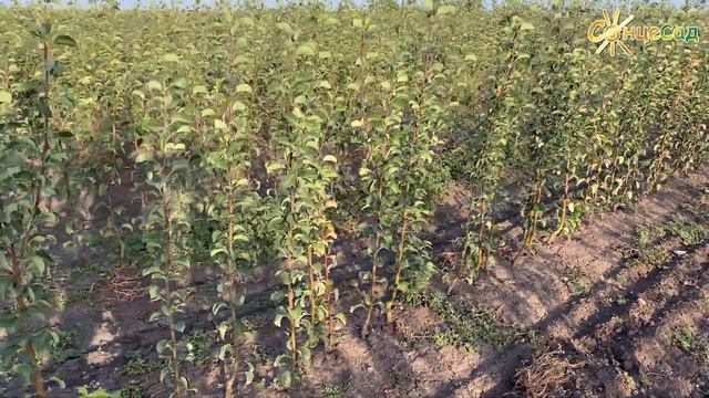 СонцеСад посадить Лесину Грушу 🌿🍐 смотреть онлайн