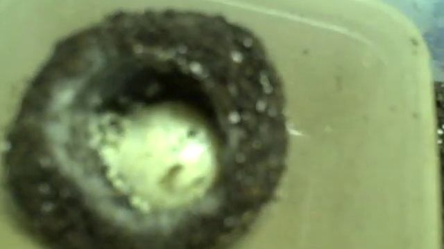 Liphistius Mayalanus Egg Sac смотреть онлайн