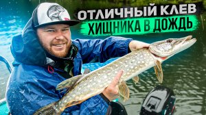 ОТЛИЧНЫЙ КЛЁВ ХИЩНИКА В ДОЖДЬ