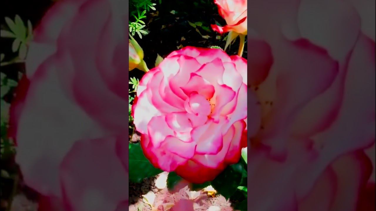 Роза флорибунда Жюбиле дю Прэнс де Монако Rose Jubile du Prince de Monaco, Роза Юбилей Санкт Петербу смотреть онлайн