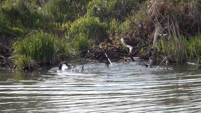 апортировка с поиском на другом береге Курцхаар Нора смотреть онлайн