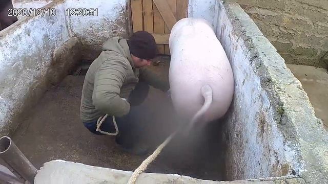 Ловим свинку.0 смотреть онлайн