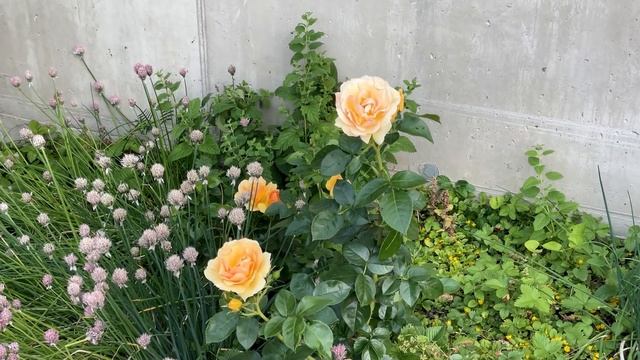 Все любят красавчика кота Арчи! смотреть онлайн