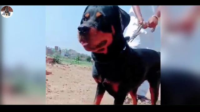 Ultimate offers || pregnant bullmastiff female dog & on heat Rottweiler || @EynathegsdLife смотреть онлайн