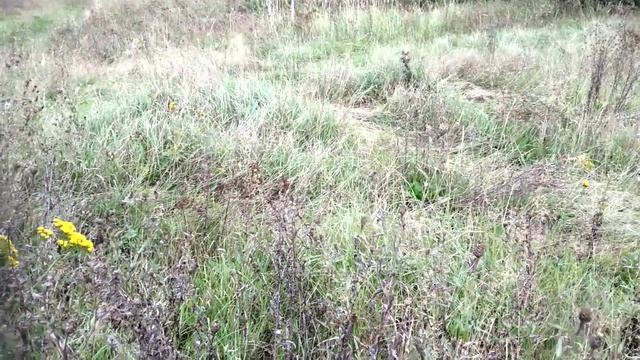 По дороге в лес смотреть онлайн