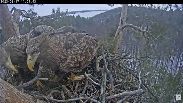 WTE in Tatarstan Общение орланов при обустройстве гнезда 17 03 2023 смотреть онлайн