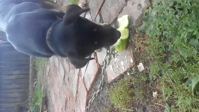 Собака ест огурец смотреть онлайн