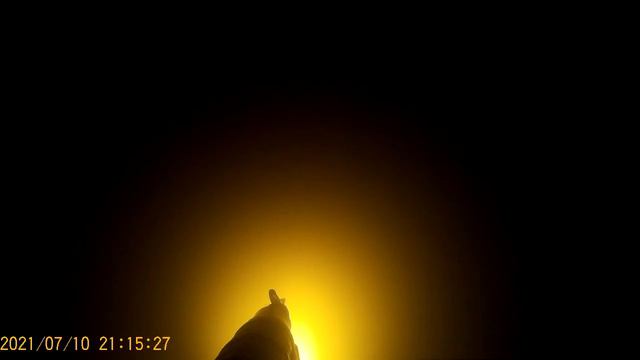 подводная охота на толстолоба и белого амура. Нашел сомов, но не стрелял. смотреть онлайн