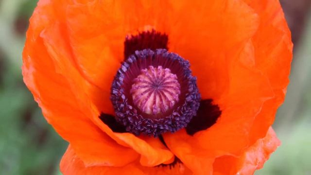 Canon EOS 1000d - Pictures | Sommer 2018 | Suses Art смотреть онлайн