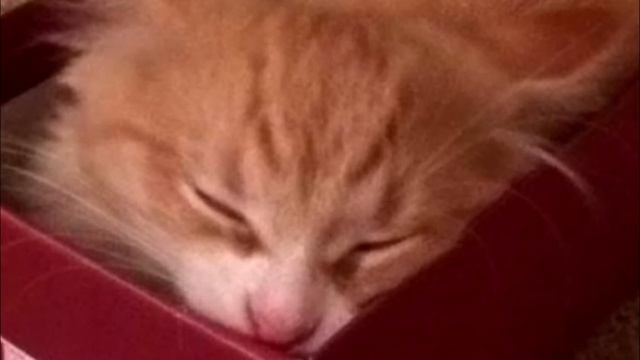 Бездомный котенок подошел к мужчине с собакой и пошел с ними домой! смотреть онлайн