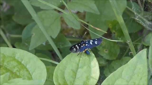 бабочка-пестрянка смотреть онлайн