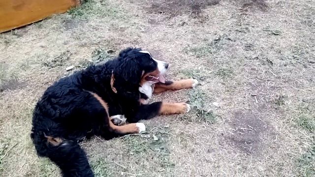 Берняшки в деревне. БЕРНСКИЙ ЗЕННЕНХУНД. смотреть онлайн
