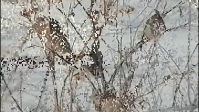 Зимний день в саду смотреть онлайн