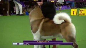 Американская акита