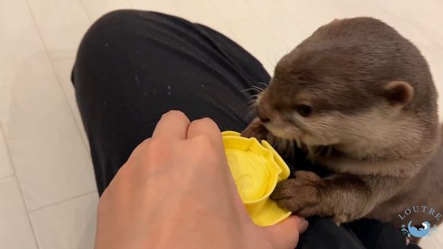 Otter Children, Serious Faces When Studying!