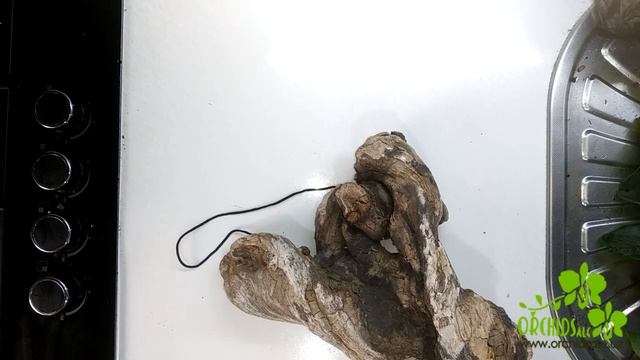 Платицериум посадка на блок