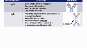 USMLE RX - 6.Иммунология - 2.Иммунные реакции - 17.Изотипы иммуноглобулинов