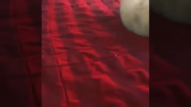 Кот упал с кровати во время битвы с мышью | cat drop from sofa when his fight with mouse смотреть онлайн