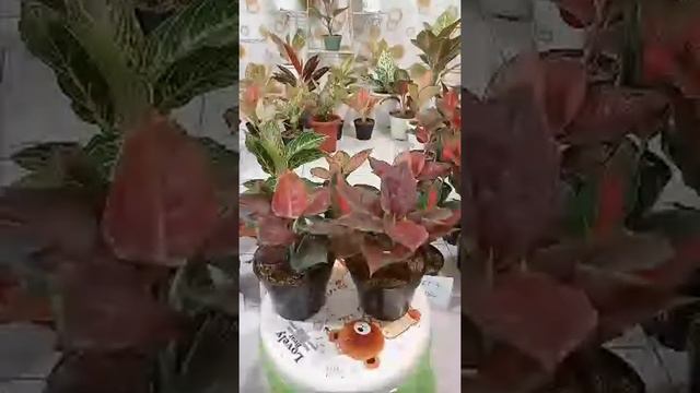 🔴[LIVE] PAKET RED ANJA JUMBO HARGA DISKON смотреть онлайн