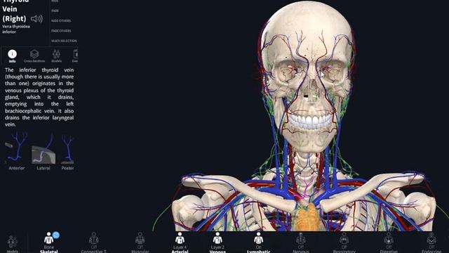 Head 4: Vasculature and lymphatics of the head смотреть онлайн